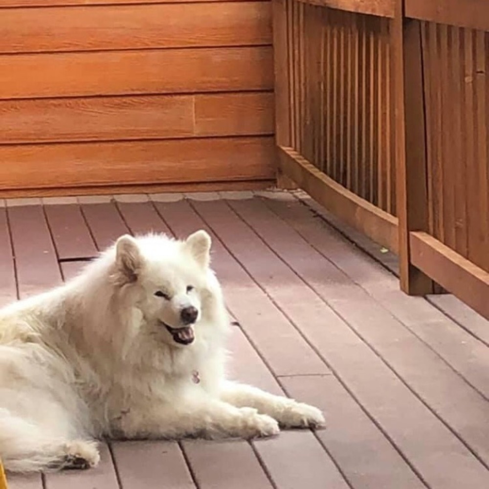 Meet your Posher, Steve